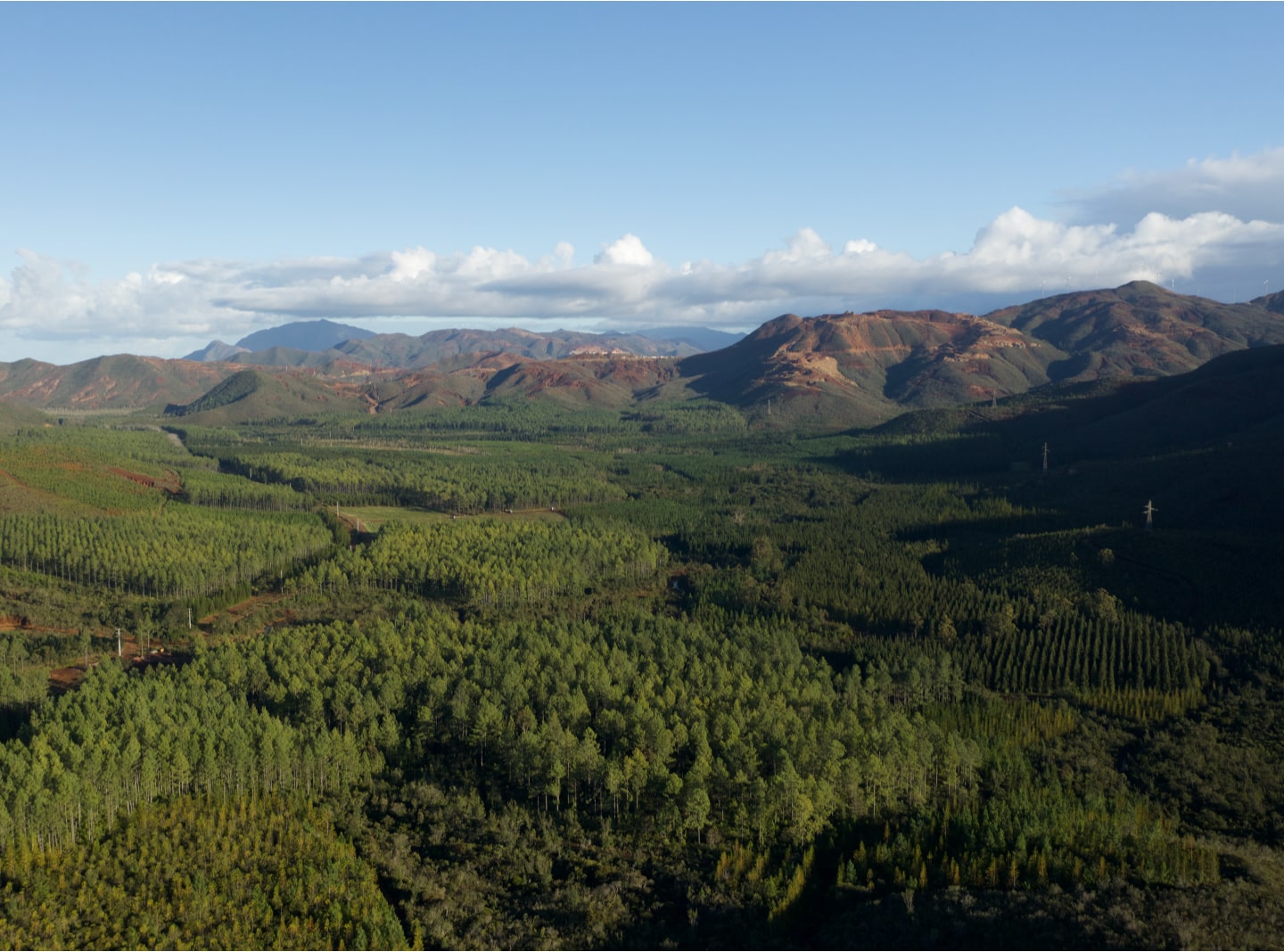 Le Pin Calédonien - Agence Rurale
