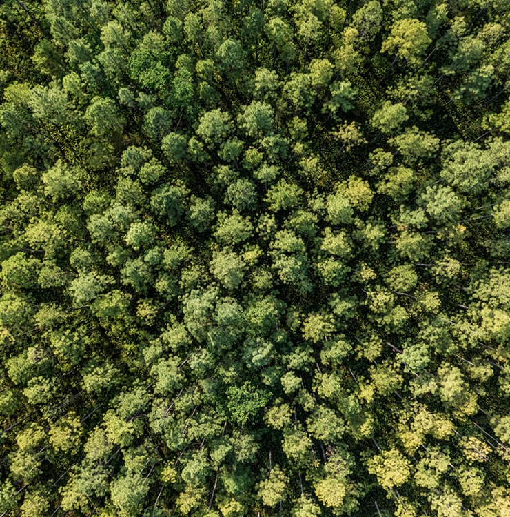 Pin Calédonien - Agence Rurale