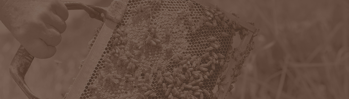abeilles 2024