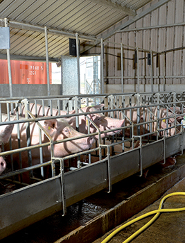 Porcins intérieur