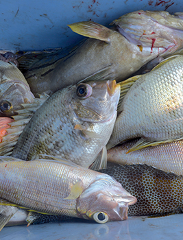 Prises de poisson